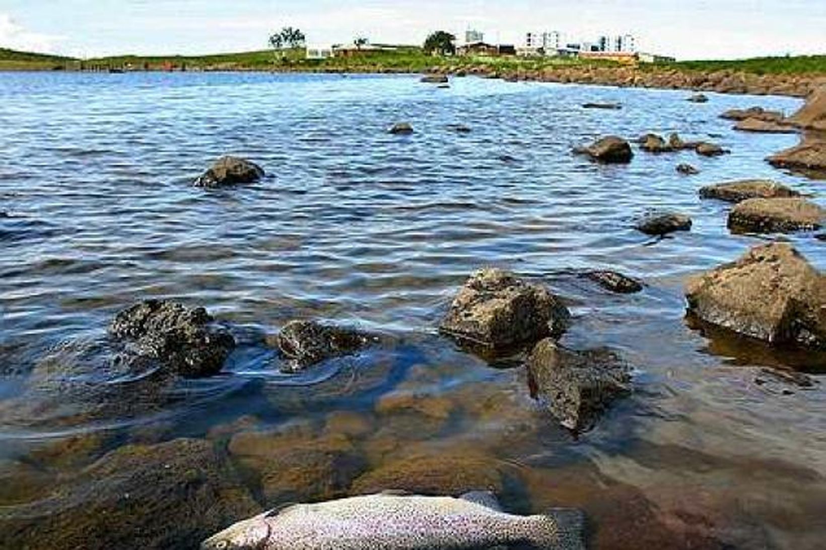 Fiskidauðinn er ekki okkar sök segir borgin.