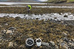 Kræklingur týndur í Hvalfirði.