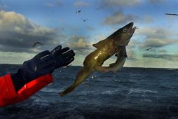 Persónuvernd hefur úrskurðað að Fiskistofu sé heimilt að birta opinberlega ákvarðanir stofnunarinnar um sviptingu veiðileyfa …