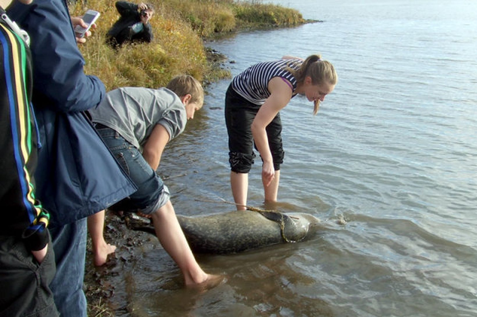 Dauður selur í Ölfusá