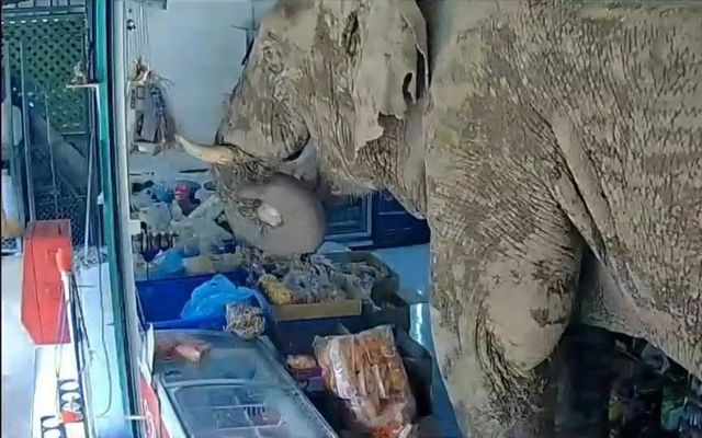Wild elephant breaks into Thai grocery store to get snacks