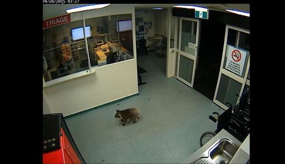 Kóaladýr ráfaði inn á bráðamóttöku
