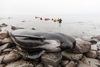 Thirty Pilot Whales Rescued in Reykjanes: Video