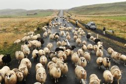 Sheep are gathered from the mountains in the fall.